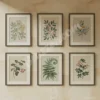 6 set Classic Botanical Printables Herbarium-Style Plant Illustration Digital Download