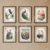 Vintage Bird Art Prints Set of 6 Watercolor Digital Download Wall Decor