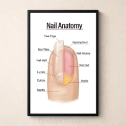 nail structure diagram poster with labeled parts
